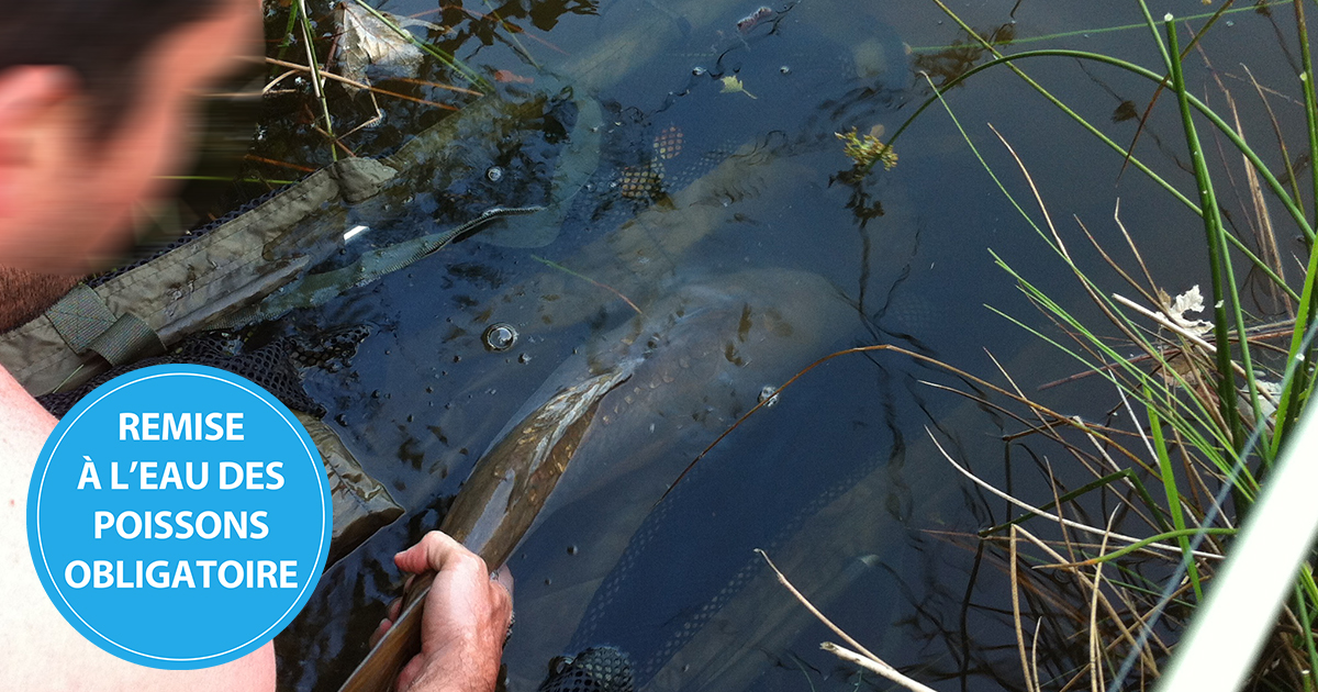 Pêcher la carpe : la philosophie "No-Kill"