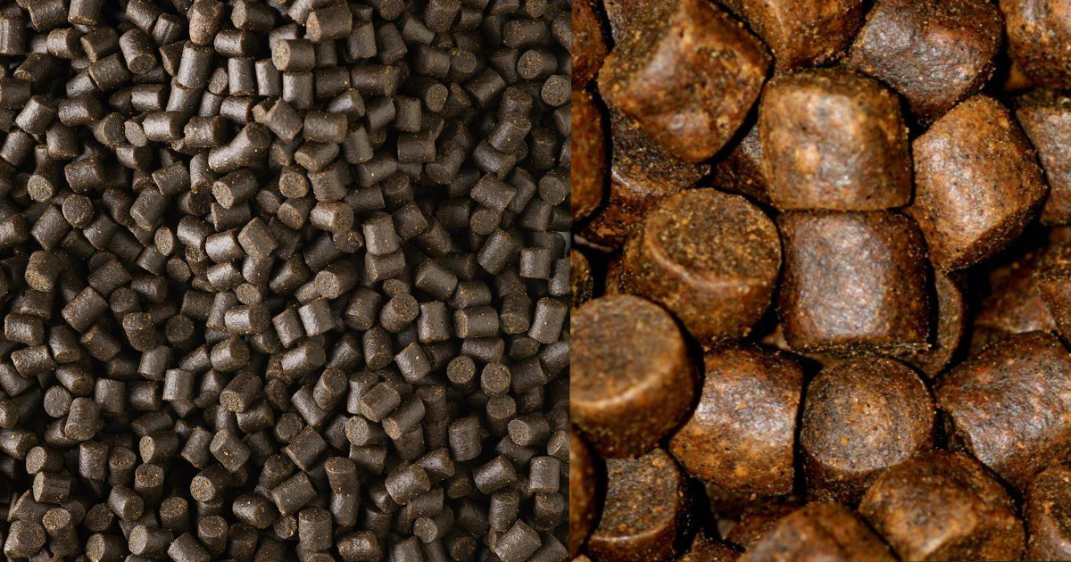 Pêcher la carpe aux pellets : esche ou amorce ?